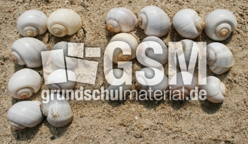 Schneckenhäuser-8+12.jpg